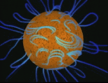 sun_Magnetic-Field-Lines-Tangle-as-Sun-Rotates_SOHO(ESA+NASA)_2009-NESTA+mods-by-UCAR_17