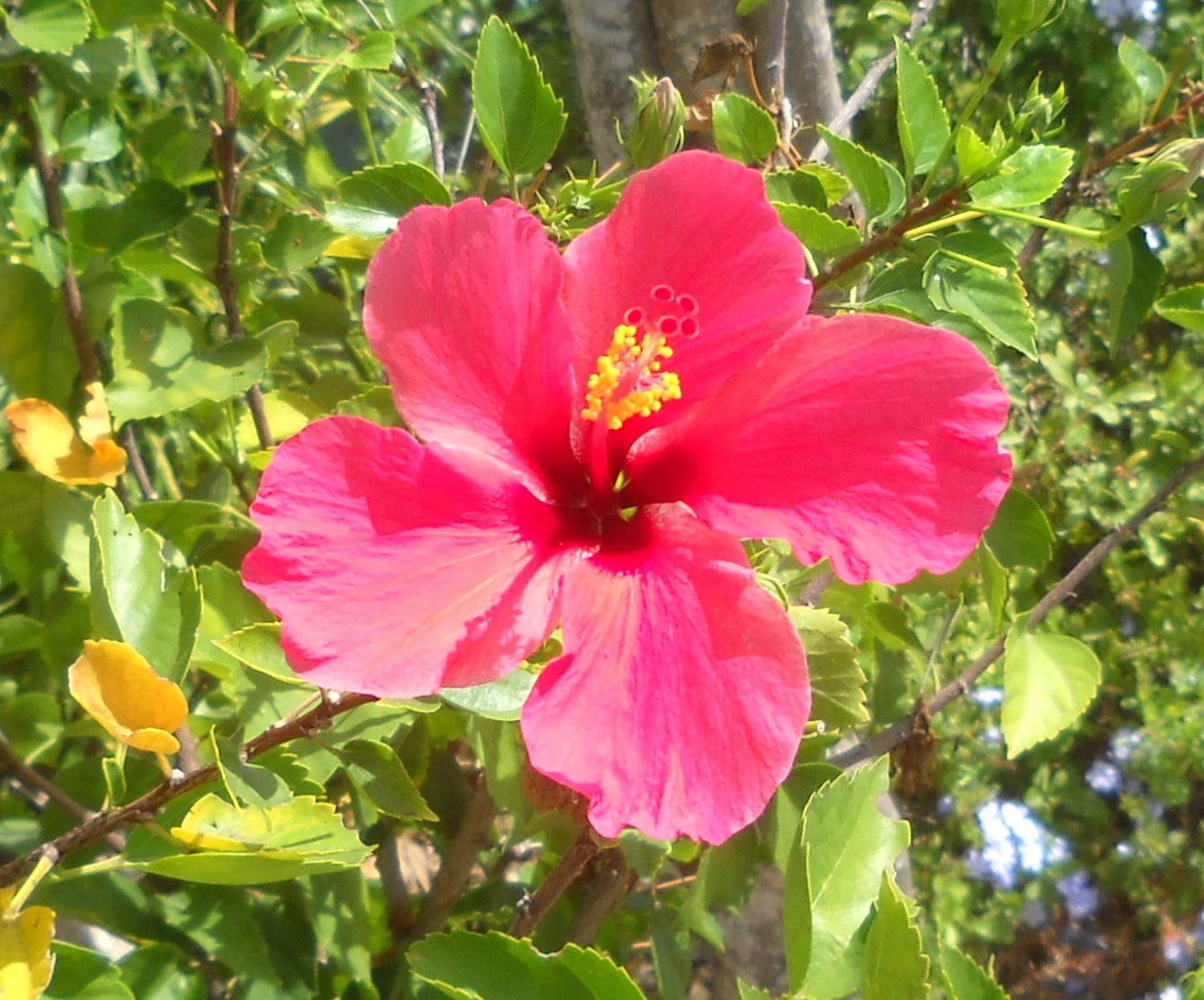 The common red hibiscus; Vistabella, Trinidad, TT