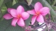 On-Line Link To - The Frangipani of TT
