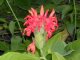 On-Line Link To - TT Wild Flowers 01