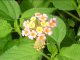 On-Line Link To - TT Wild Flowers 02